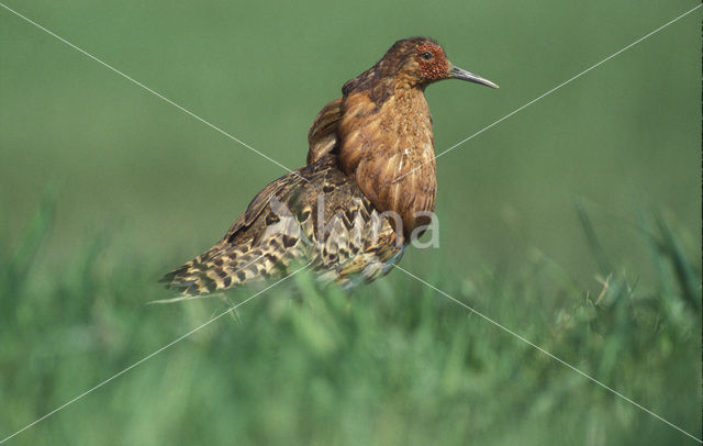 Kemphaan (Philomachus pugnax)