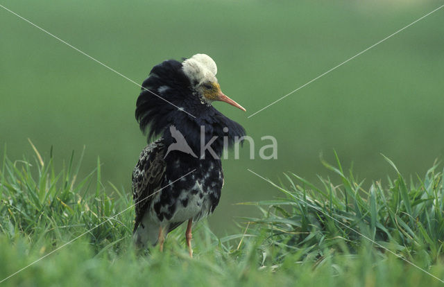 Ruff (Philomachus pugnax)