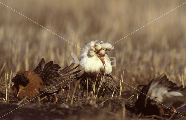 Kemphaan (Philomachus pugnax)