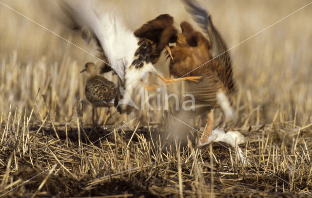 Kemphaan (Philomachus pugnax)