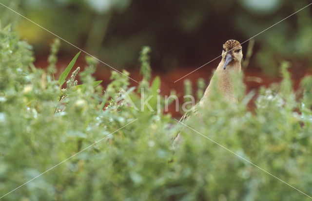 Ruff (Philomachus pugnax)