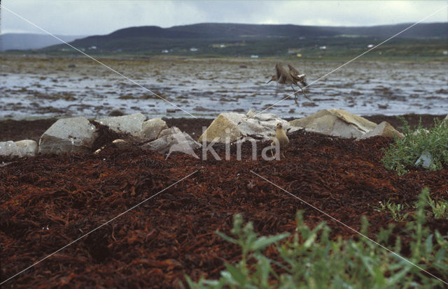 Kemphaan (Philomachus pugnax)