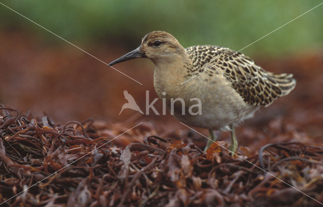 Kemphaan (Philomachus pugnax)