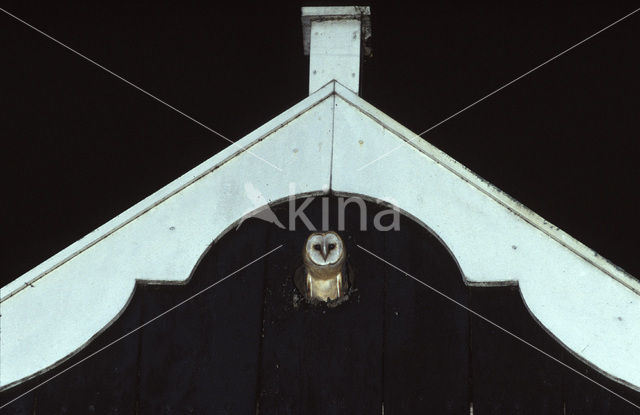 Kerkuil (Tyto alba)