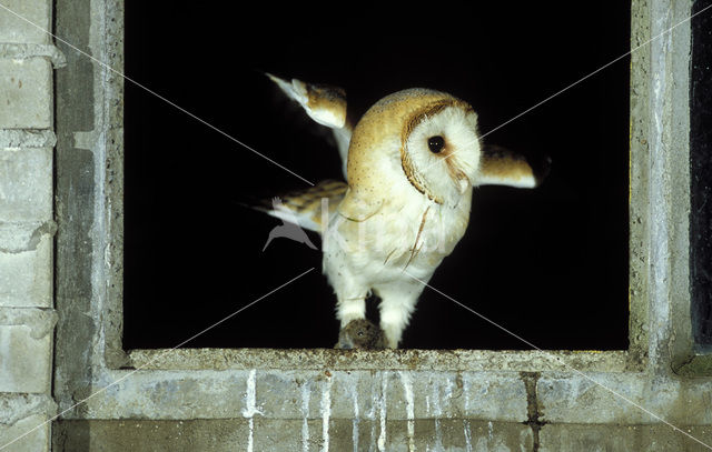 Barn Owl (Tyto alba)