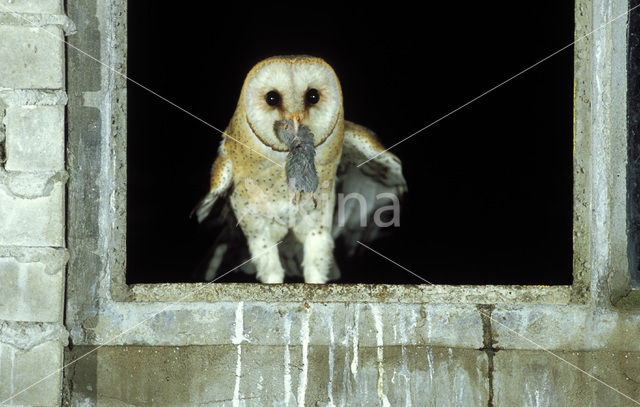 Barn Owl (Tyto alba)