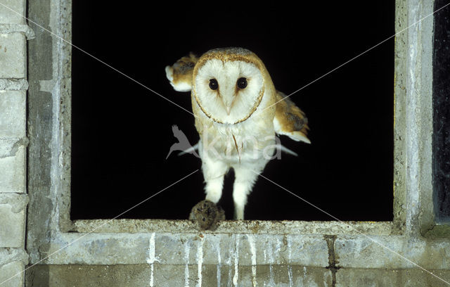 Barn Owl (Tyto alba)