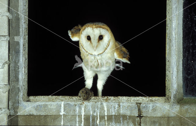 Barn Owl (Tyto alba)