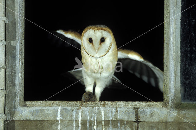 Barn Owl (Tyto alba)