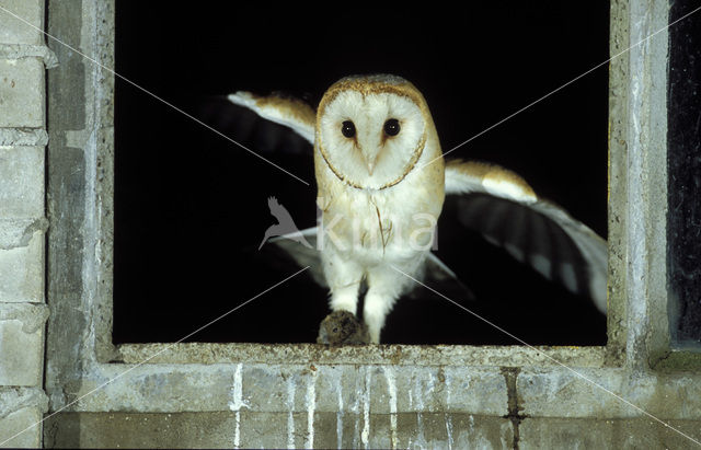 Barn Owl (Tyto alba)