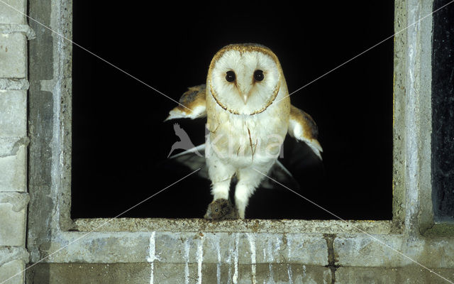 Barn Owl (Tyto alba)