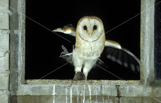 Kerkuil (Tyto alba)