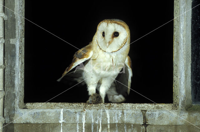 Barn Owl (Tyto alba)