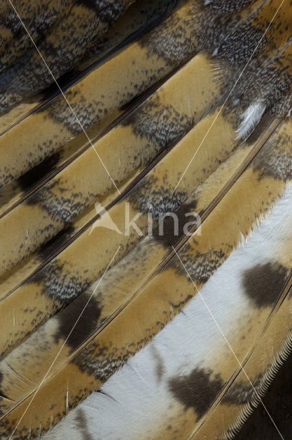 Barn Owl (Tyto alba)