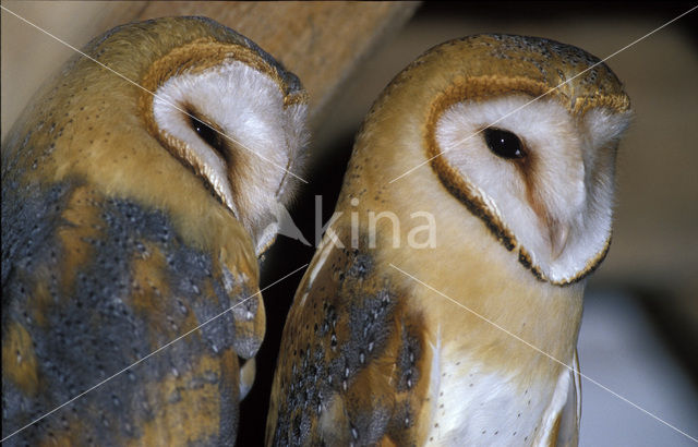 Kerkuil (Tyto alba)