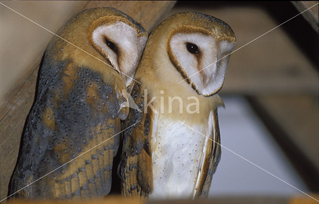 Kerkuil (Tyto alba)