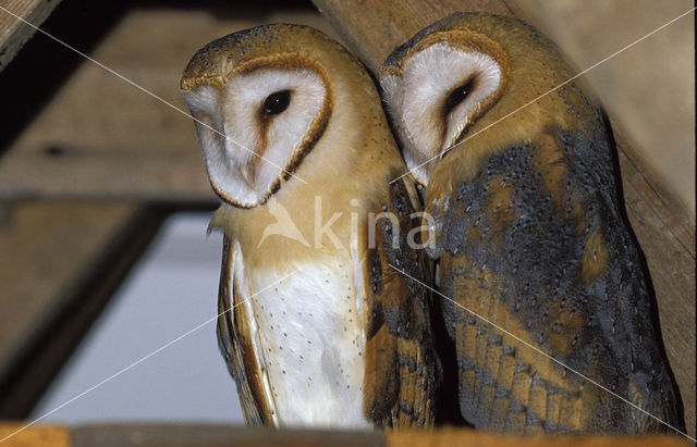 Kerkuil (Tyto alba)