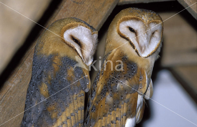 Barn Owl (Tyto alba)