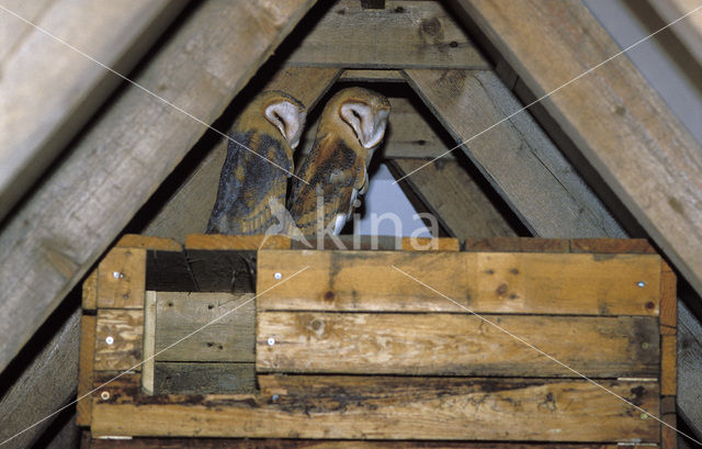 Barn Owl (Tyto alba)