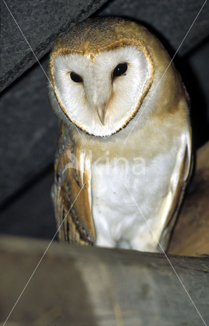 Kerkuil (Tyto alba)