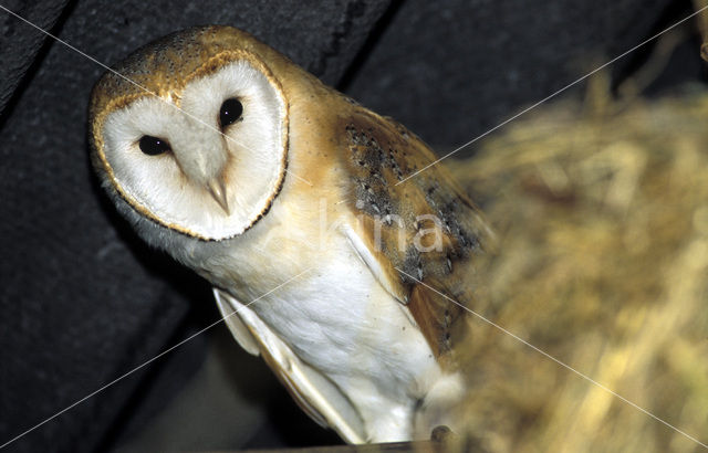 Barn Owl (Tyto alba)