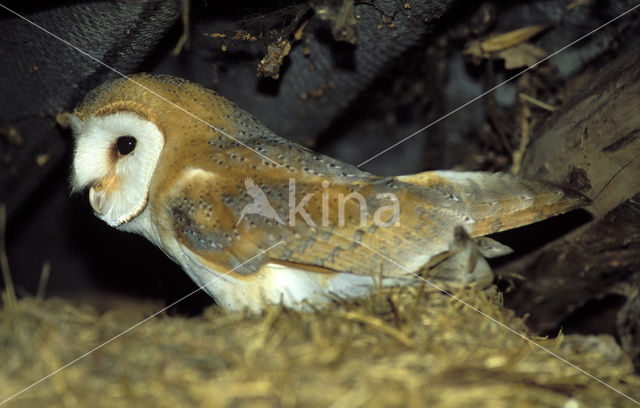 Kerkuil (Tyto alba)