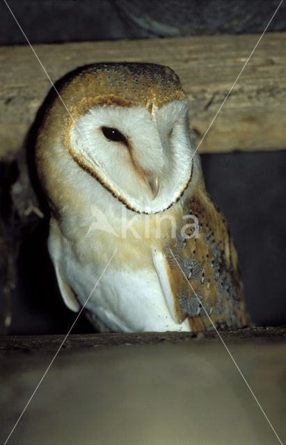 Barn Owl (Tyto alba)