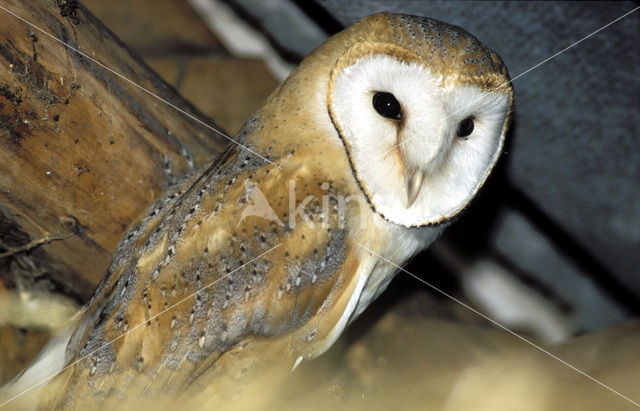 Barn Owl (Tyto alba)