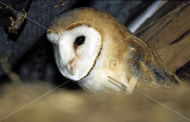 Kerkuil (Tyto alba)