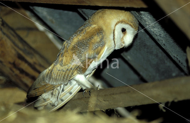 Barn Owl (Tyto alba)