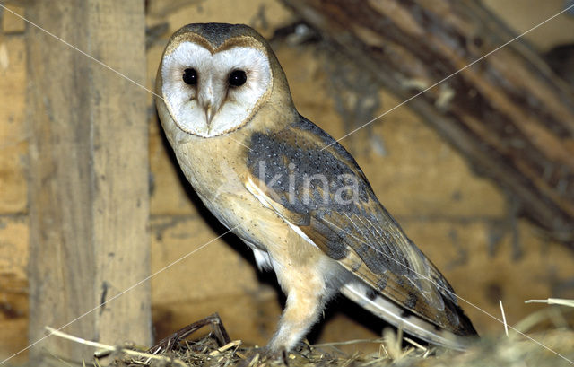 Barn Owl (Tyto alba)