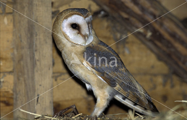 Barn Owl (Tyto alba)