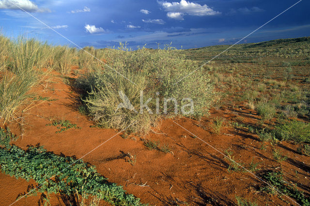 Kgalagadi Transfrontier Park