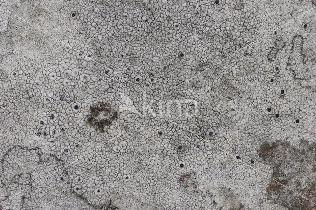 Kleine blauwkorst (Porpidia crustulata)
