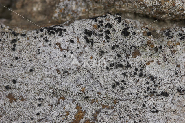 Concentric boulder lichen (Porpidia crustulata)