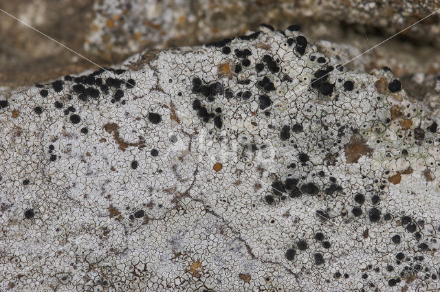Concentric boulder lichen (Porpidia crustulata)