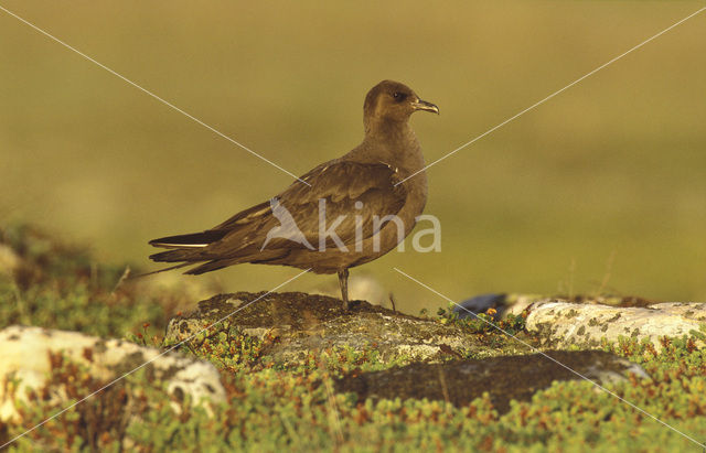 Parasitic Jaeger (Stercorarius parasiticus)