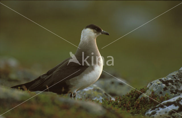 Parasitic Jaeger (Stercorarius parasiticus)