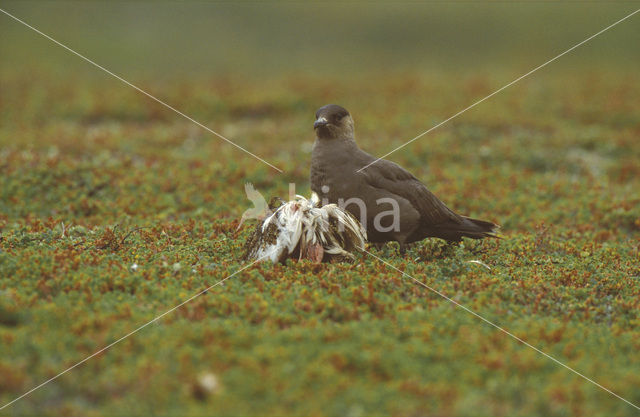 Parasitic Jaeger (Stercorarius parasiticus)