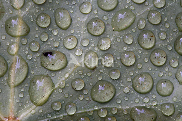 Common ivy (Hedera helix)