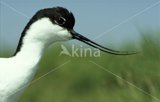 Pied Avocet (Recurvirostra avosetta)