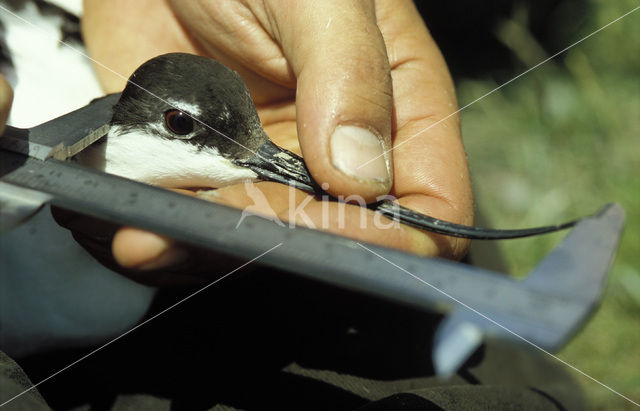 Pied Avocet (Recurvirostra avosetta)