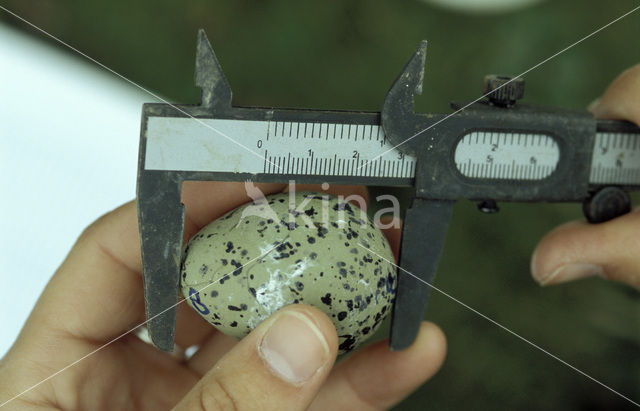 Pied Avocet (Recurvirostra avosetta)