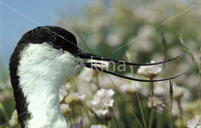 Pied Avocet (Recurvirostra avosetta)