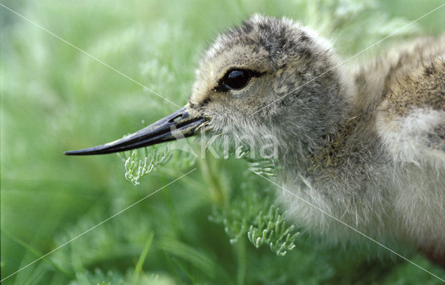 Pied Avocet (Recurvirostra avosetta)