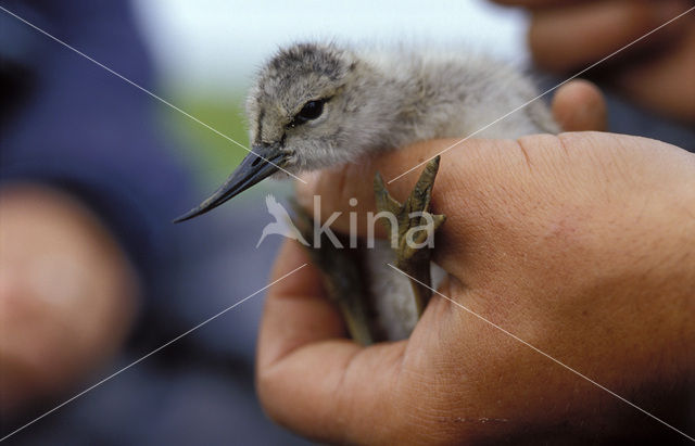 Pied Avocet (Recurvirostra avosetta)