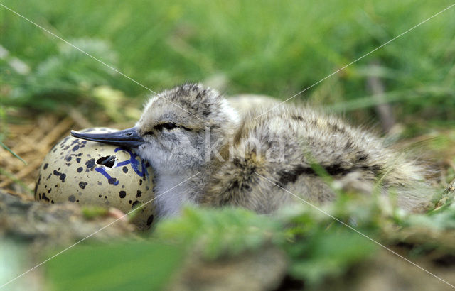 Pied Avocet (Recurvirostra avosetta)