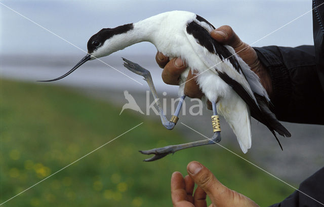 Pied Avocet (Recurvirostra avosetta)