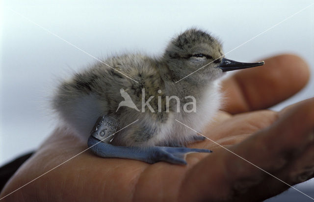 Pied Avocet (Recurvirostra avosetta)