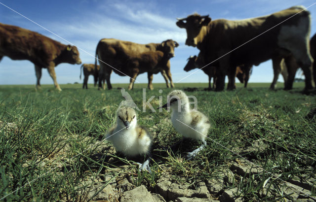 Pied Avocet (Recurvirostra avosetta)